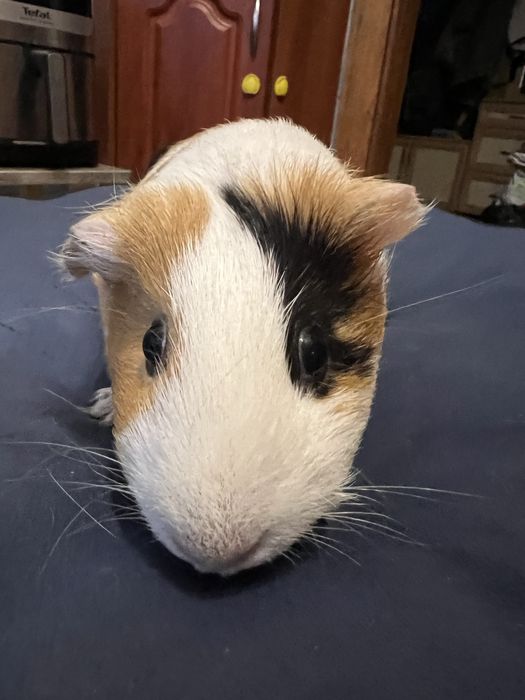 Морська свинка