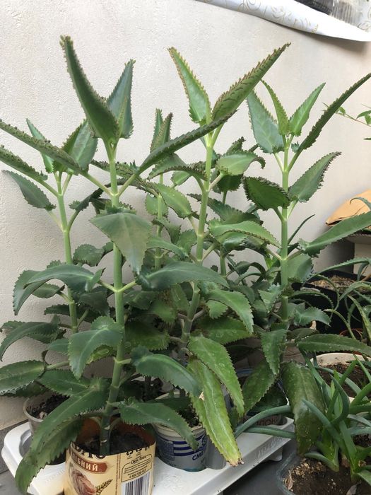 Каланхоэ лечебный