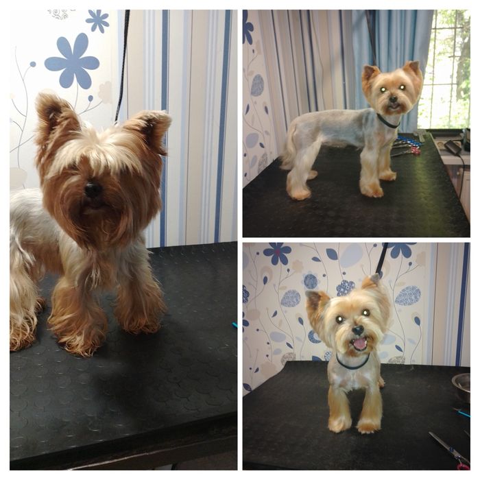 Груминг, стрижка собак