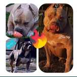 Amstaff - American Staffordshire Terrier (przebadani )