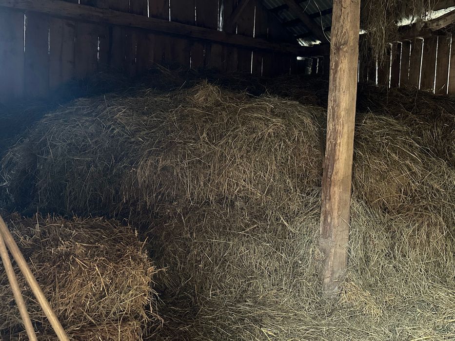 Сіно та тюки свіжі