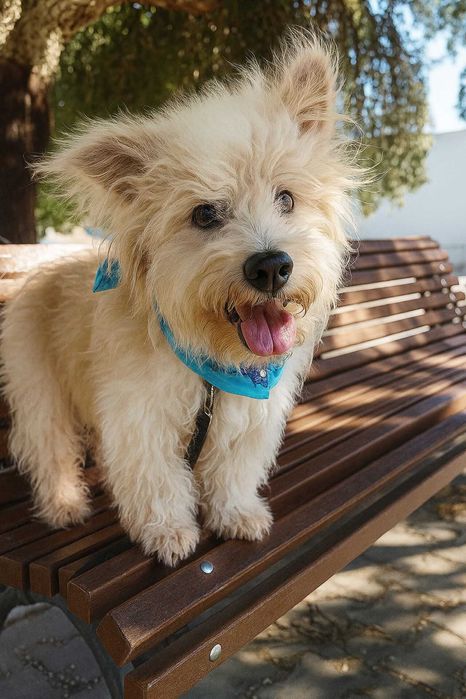 MADDOX (Macho, 9Kg) Para Adoção