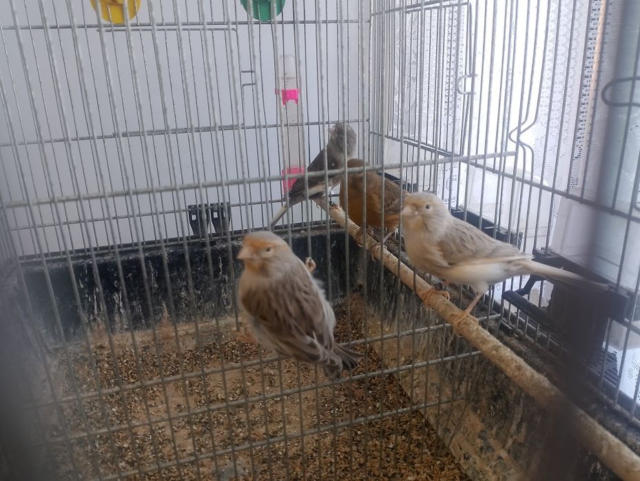 Kanarki samice 2025 r. - agaty