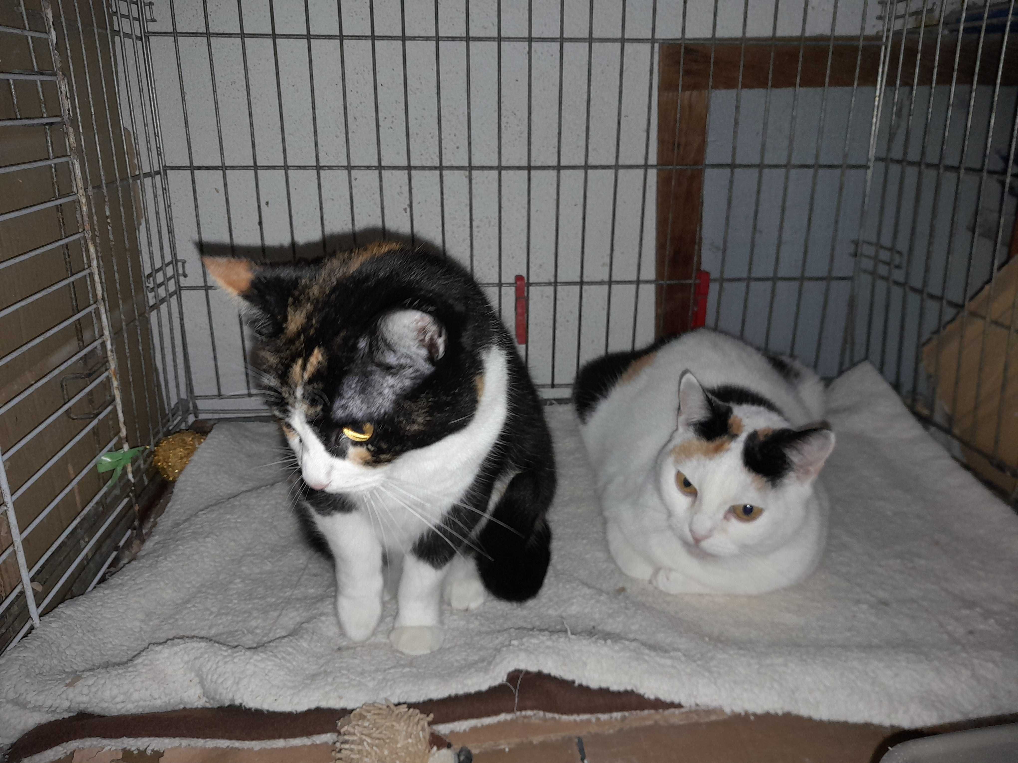 Gatinhas para adoção consciente