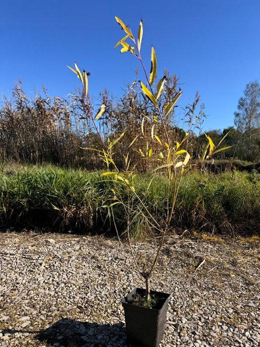 Wierzba płomykowa 'Yellow Flame' (Salix) Doniczka 2.0L