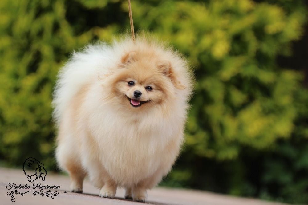 Szpic Miniaturowy Pomeranian