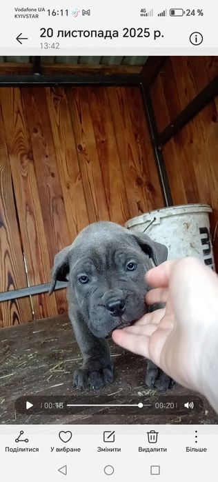 Кане корсо сірі дівчата