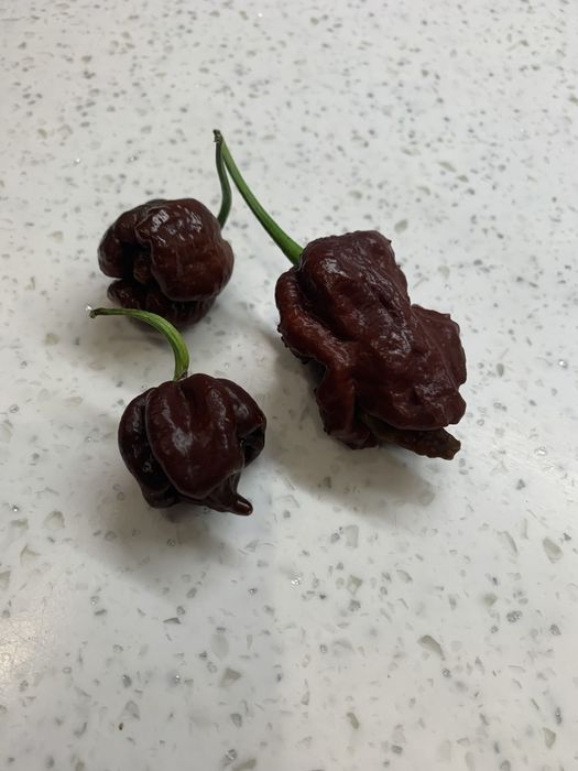 Насіння екстрагострого перцю (Carolina, Charapita, Big Mama, Habanero)