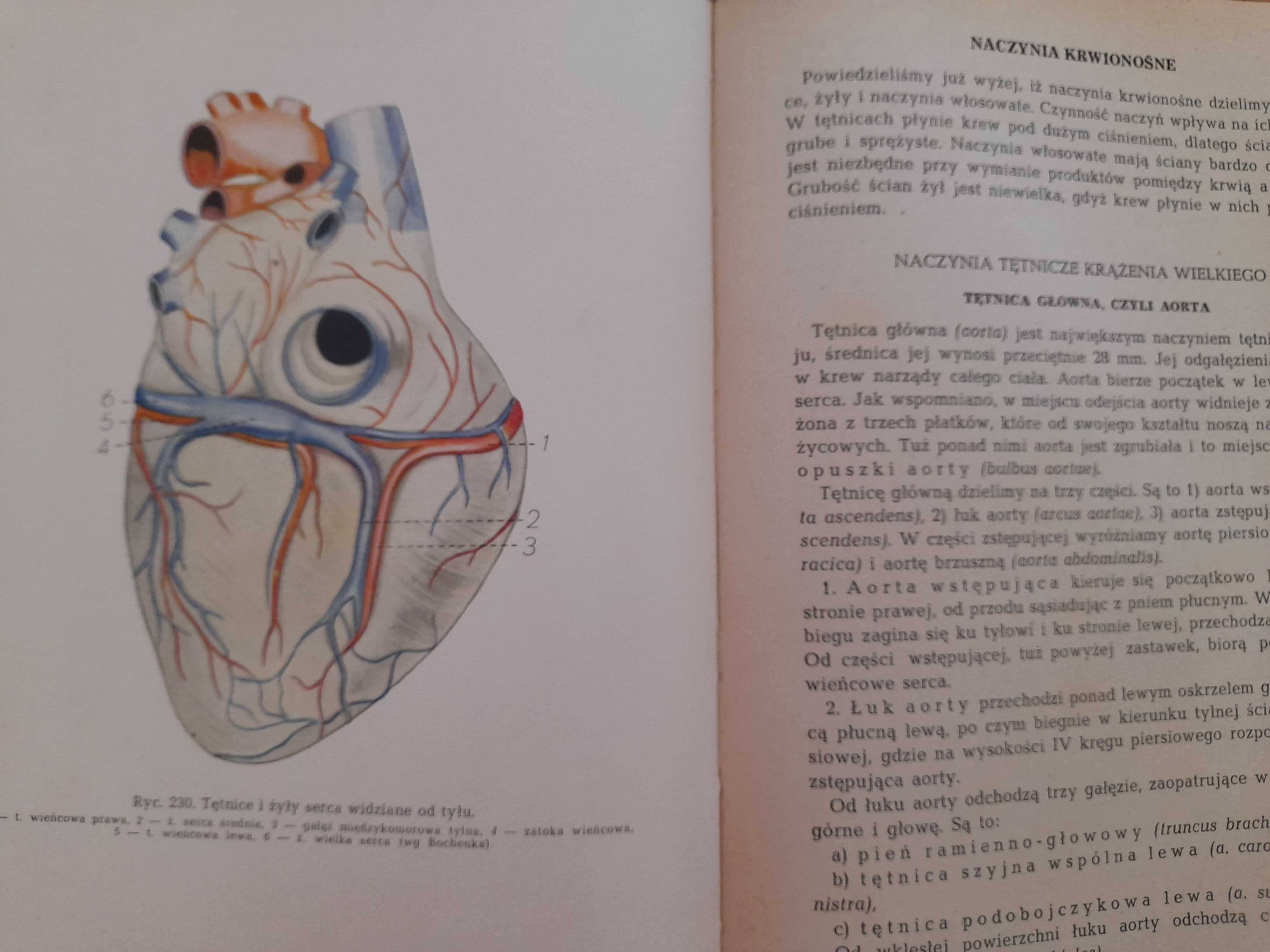 Anatomia i Fizjologia Człowieka Michajlik Ramotowski