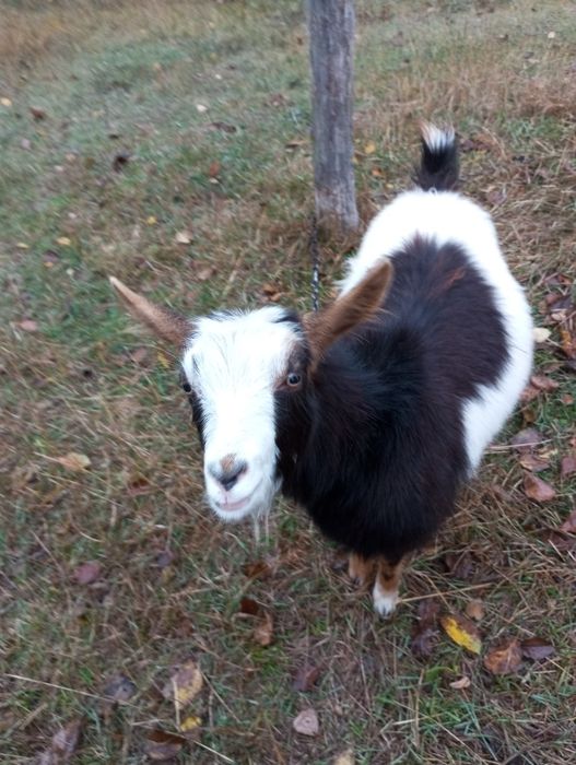 Срочно продам козочок