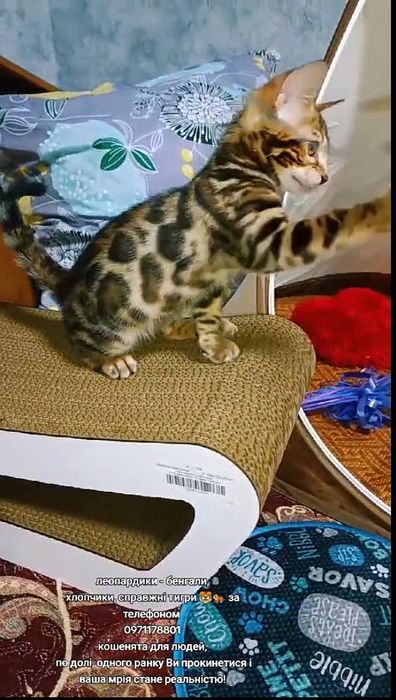 Біля слухавки леопардики хлопчики