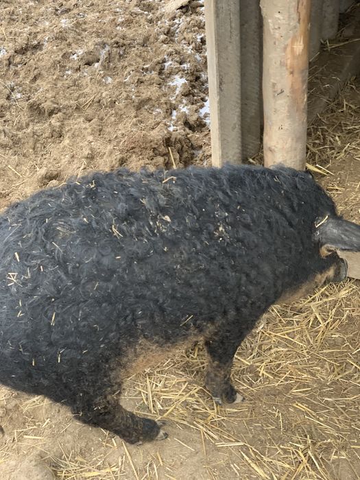 Продам поросят мангалиці