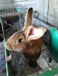 Coelhos flandres e borboleta