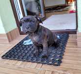 Staffordshire bull terrier stafik ZKwP/FCI