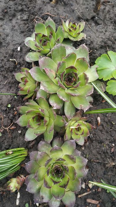 Хости, кам'яні рози, седуми, брунера, фізостегія та багато інших