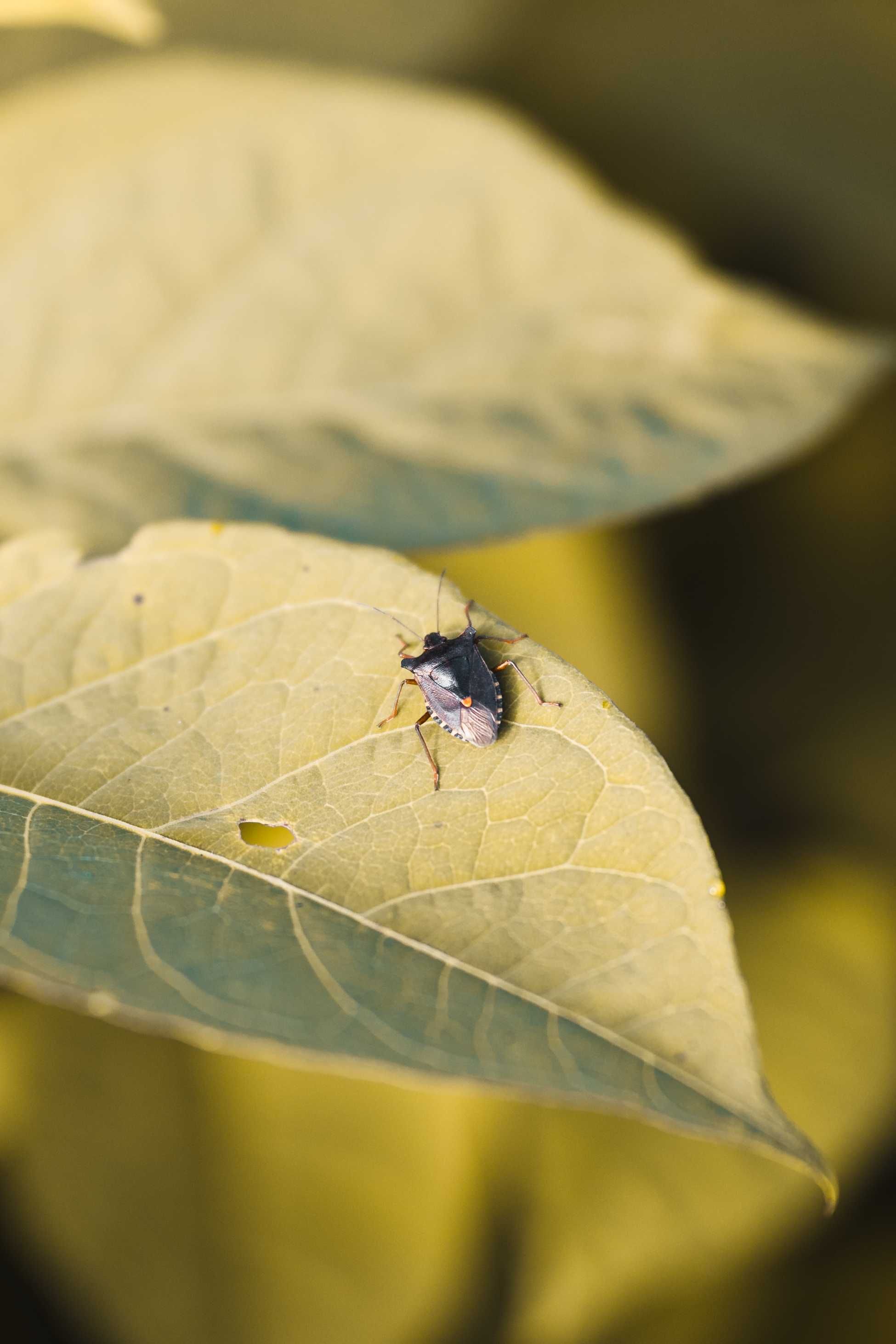 Obrazy na płótnie - natura z bliska 2 / Damian Brodowski