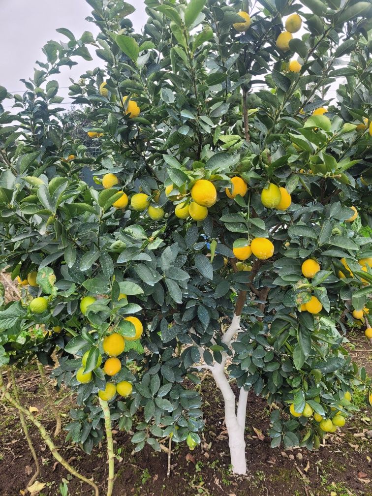 Limas caseiras sumentas