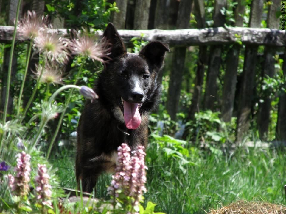 do domu z ogrodem. W typie owczarka Dejzi. Adopcja