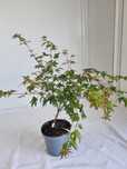 Bonsai Klon Palmowy Acer palmatum 'Little Princess' 50 cm Doniczka 2L