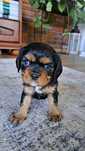 Cavalier King Charles Spaniel