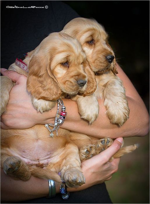 Дім, де живе щастя