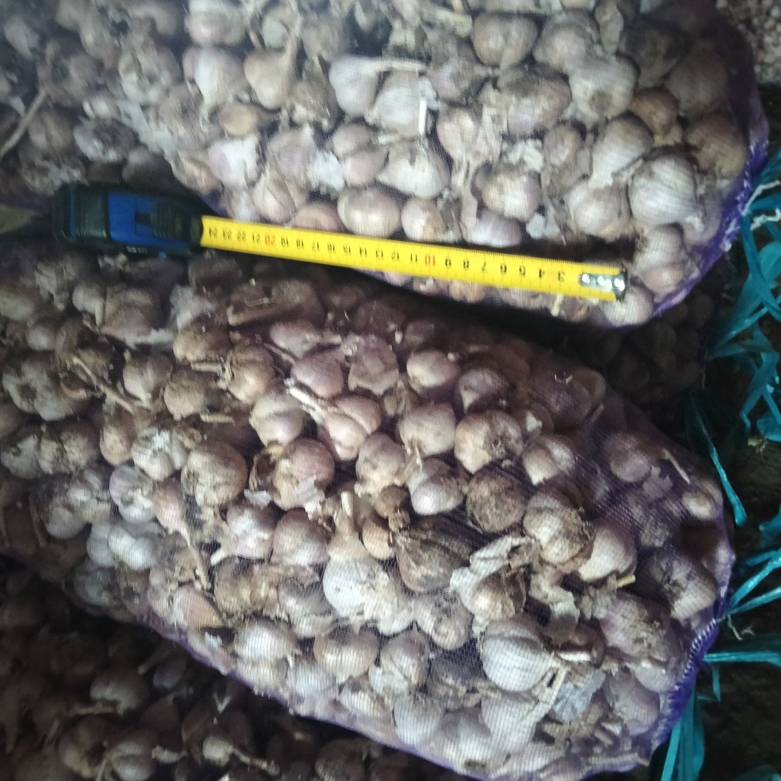 Продам посадковий часник,сорт Любаша.