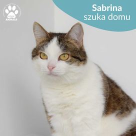 Cudowna kotka do adopcji! Poznajcie Sabrinę!