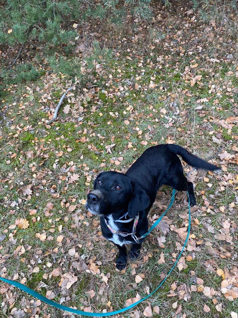 Tosiek w typie labradora szuka domu