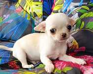 Chihuahua malutki chłopczyk XS