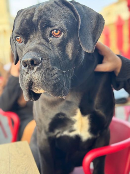 Cane corso para acasalar