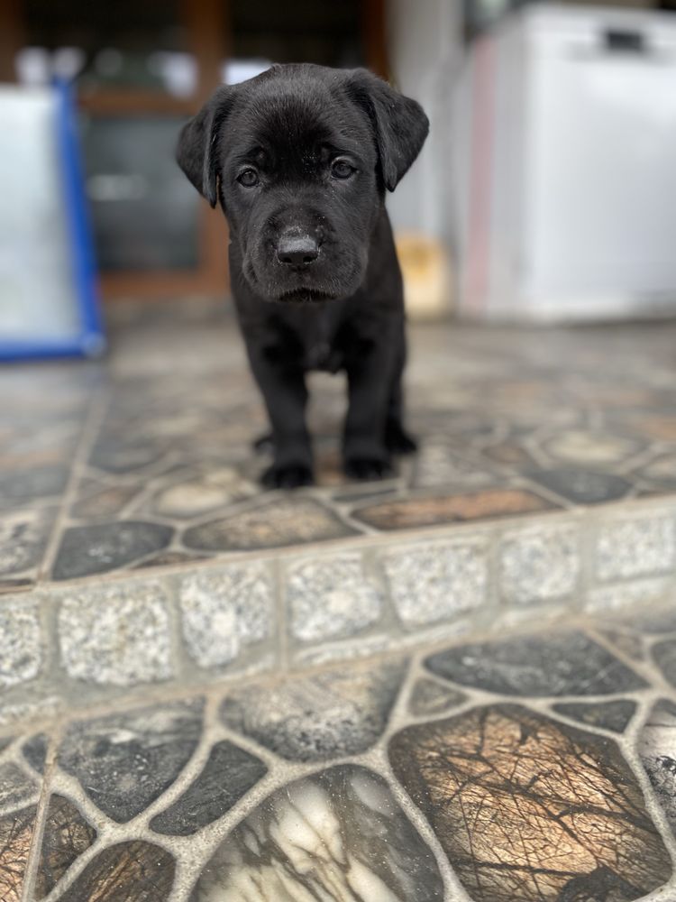 Labrador redriver