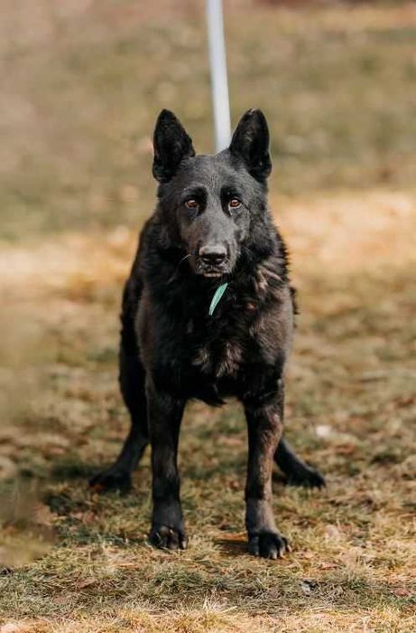 Imponujący, piękny, duży Blacky poleca się do adopcji!!!