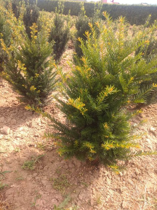 Tuja Szmaragd 150-200.Wyprzedaż.Dowóz