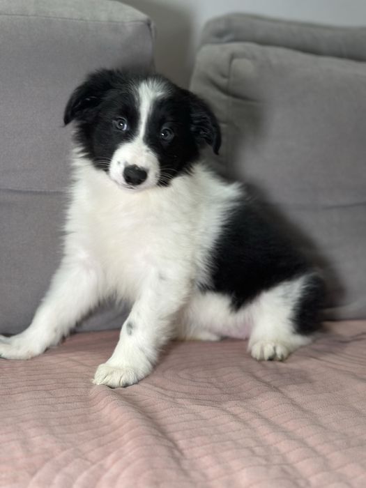 Suczka border collie czarno biała