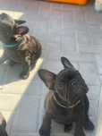 Bouledogue Francês c/ LOP e afixo