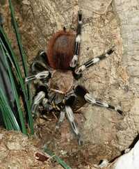 Редкий гигантский паук птицеед самец подросток вида нанду хроматус