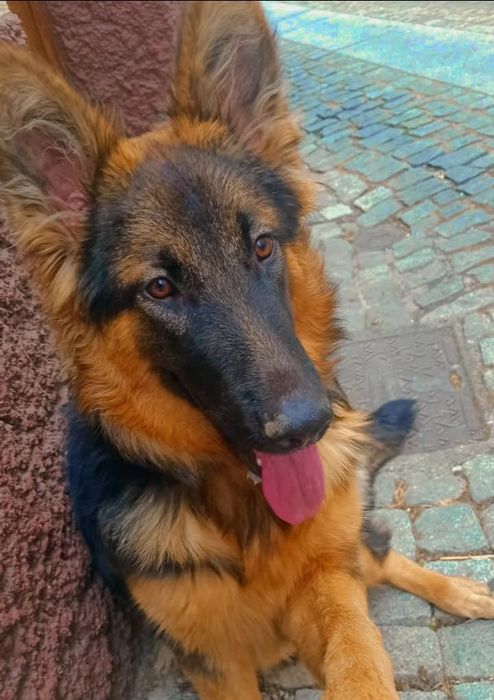 Vendo pastor alemão (menina)