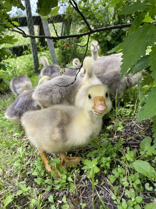 Продам гусенят породи Холмогор