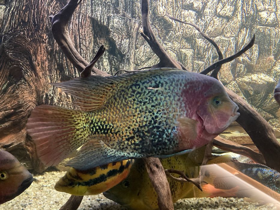 Pielegnica wielobarwna