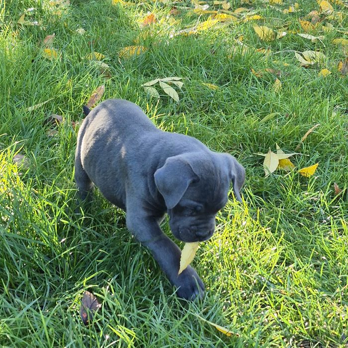 Niebieski Szczeniak Cane Corso szczeniaczek mocni rodzice, rodowód