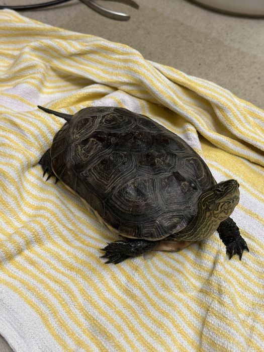 Oddam - żółw chiński (wodno-lądowy)