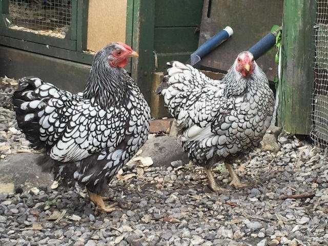 Jaja Lęgowe Wyandotte