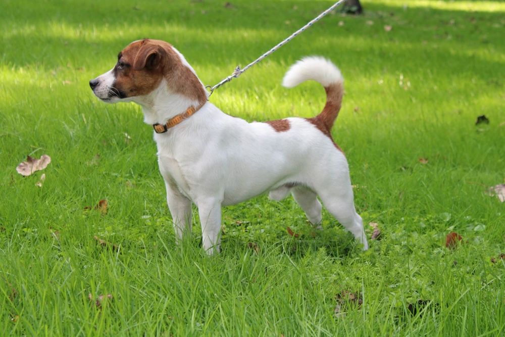 Suczka Jack Russell Terrier miot G