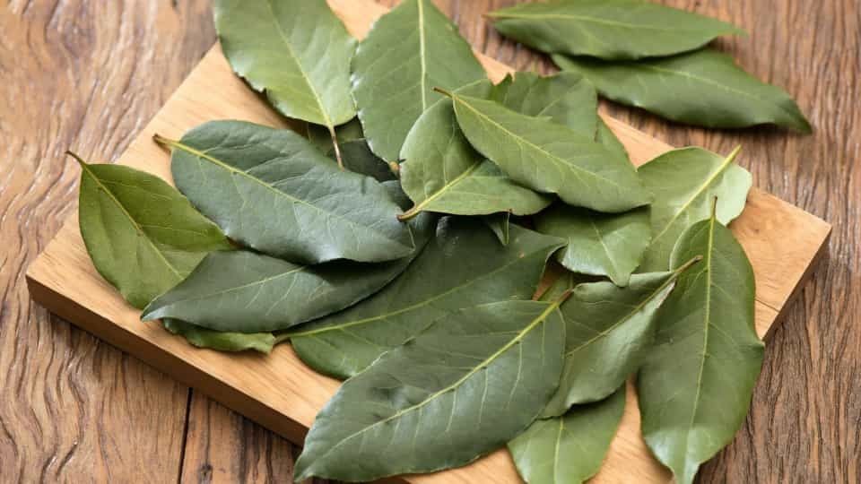 Folhas de Louro biológico