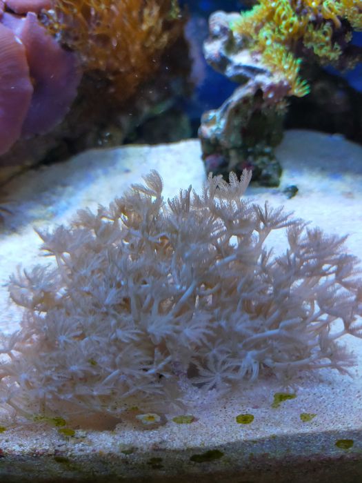 Koralowiec morski xenia