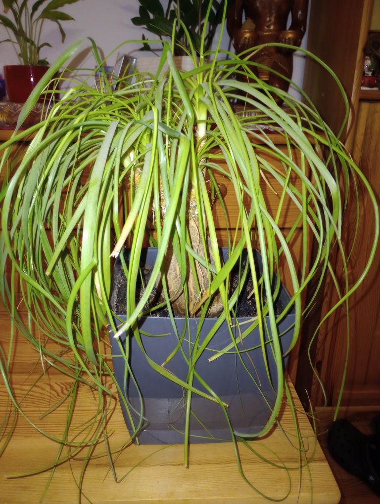 Philodendron white wave, nolina stopa słonia