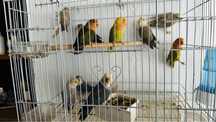 Rosicollis , unidade , casal ou lote