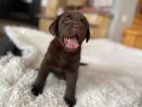 Labrador Retriever szczenie czekoladowe, suczka