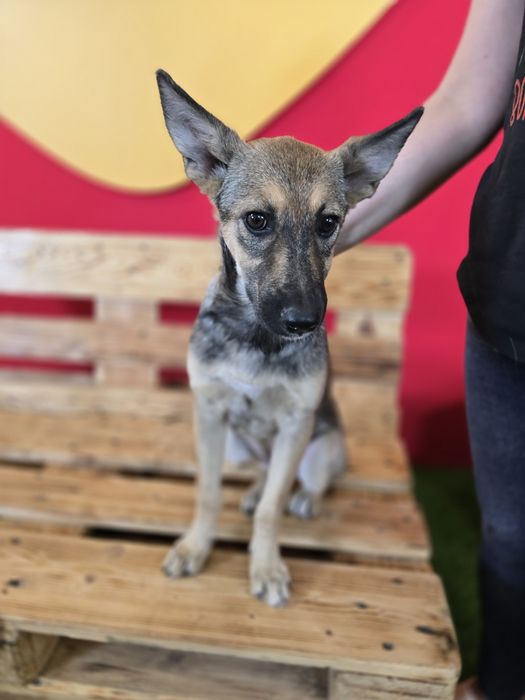 Собачка в добрі ручки!