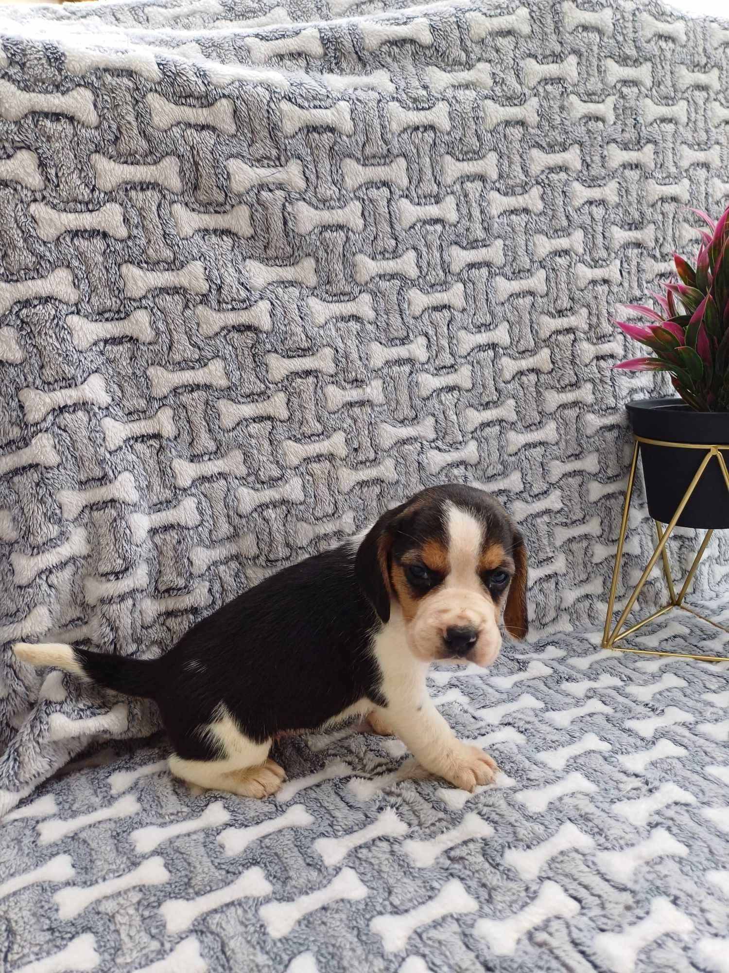 Beagle szczeniaczek suczka